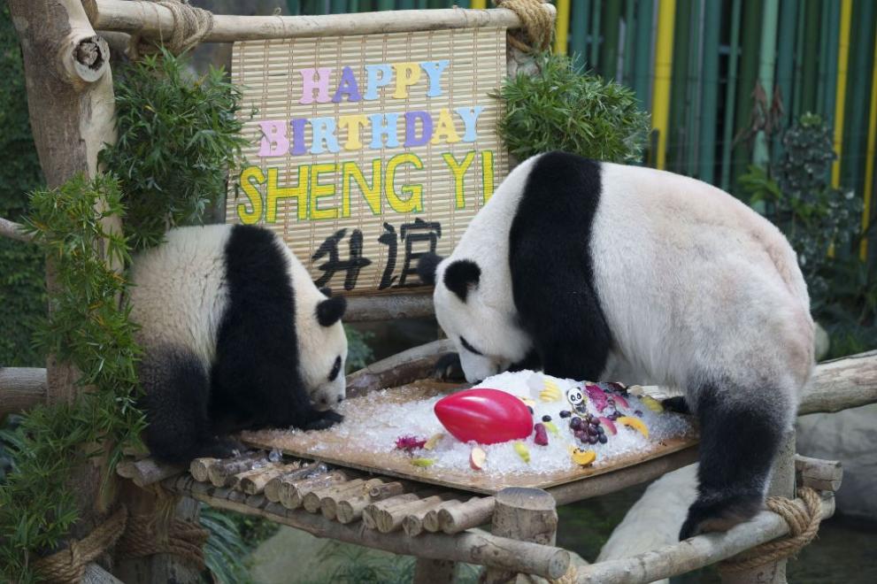  панда рожден ден 