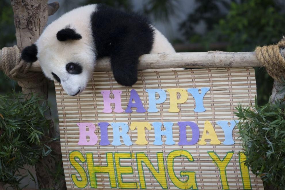  панда рожден ден 