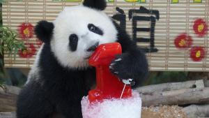Първи рожден ден празнува сладката панда Шенг И в Националния