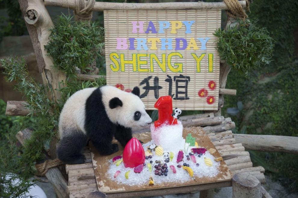  панда рожден ден 