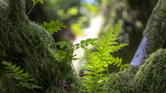 Учени създадоха „течни дървета“