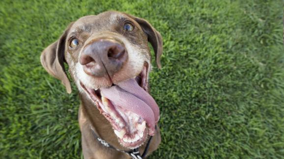 10 любопитни факти за кучешките езици