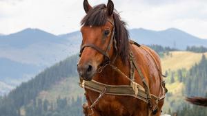 От 1 юни 2022 г се забранява движението на коне