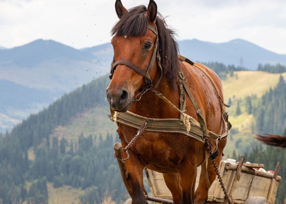 От няколко месеца три коня обикалят безпризорно из самоковското село