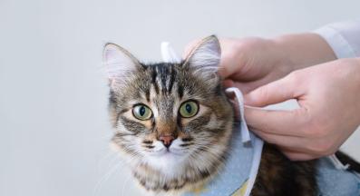 кастриране на котка