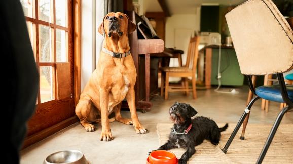 Как да храним две кучета без да възникне конфликт