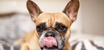 Език на тялото на кучето: Облизване на устни