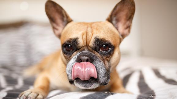 Език на тялото на кучето: Облизване на устни