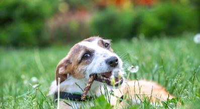 бездомно куче