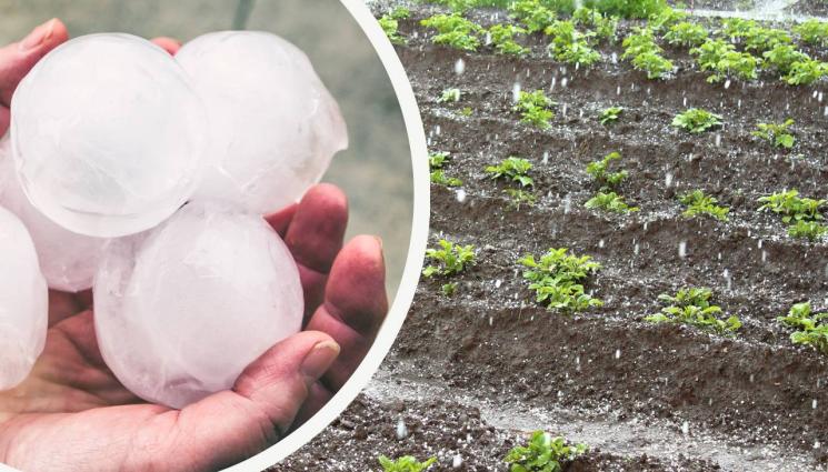 градушка - КАМЪНИТЕ ПАДАТ: Бие ни градушка като по Яворов