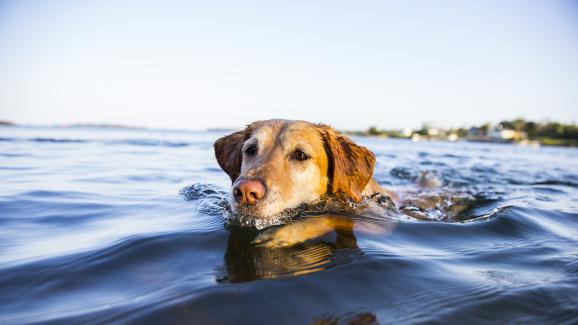 8 породи кучета, които обичат да плуват