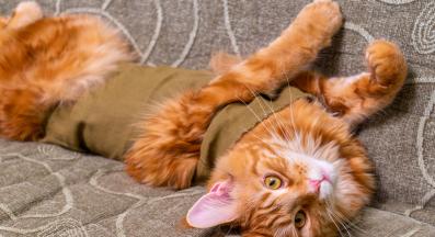 котка след кастриране