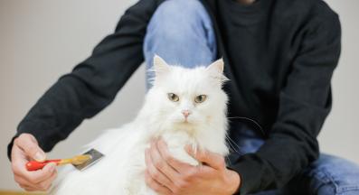 подстригване на котешка козина