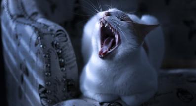 котка през нощта