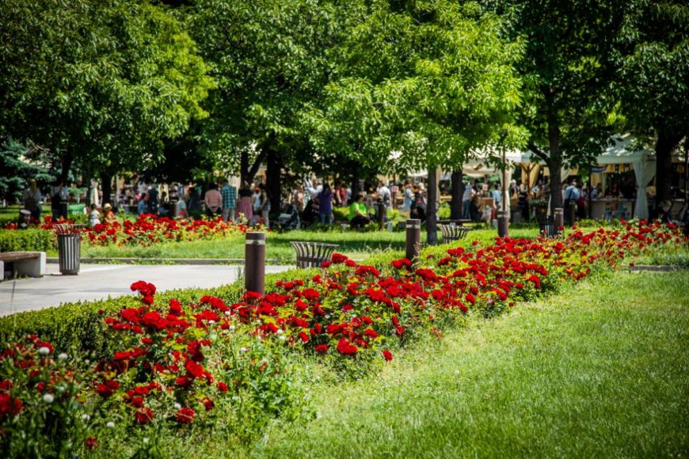 В парковете и градините на София вече разцъфнаха различни видове от едно от най-красивите цветя – розата. Цветовете на благородното растение красят "Борисовата градина", парка на НДК, Южен парк, градините пред Националната библиотека „св.св.Кирил и Методий“, „Св.Климент Охридски“, „Докторски паметник“, Градската градина, както и покрай столичните булеварди „България“, „Сливница“, „Цариградско шосе“, „Македония“ и на „Моста на влюбените“.