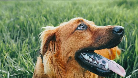 Защо някои кучета имат черни петна по езика си