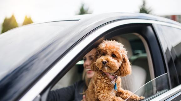 4 причини защо не бива да шофирате с кучето в скута си