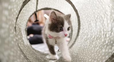 котка играе