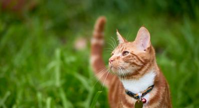 котка навън