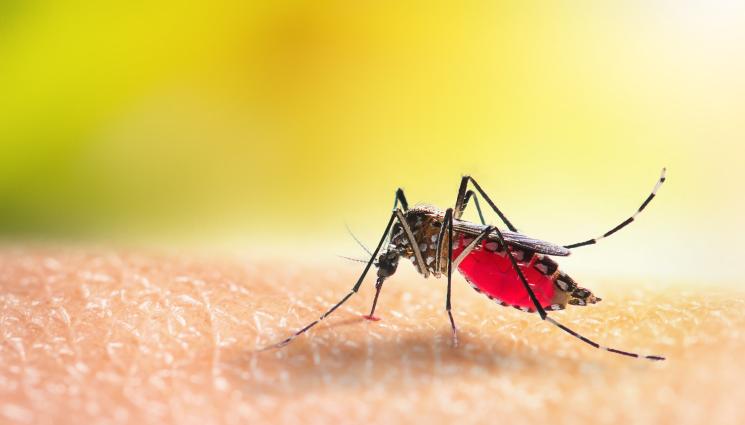 комар комари