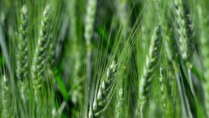 Открит Ден на пшеницата се проведе в град Кубрат Разградска