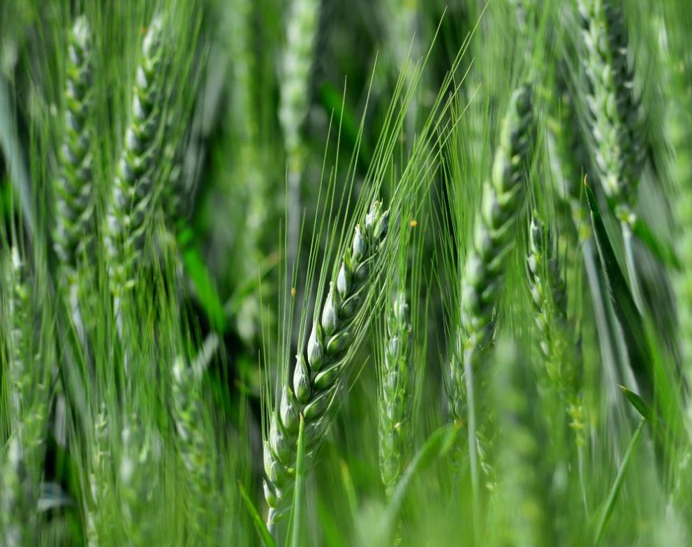 Открит Ден на пшеницата се проведе в град Кубрат, Разградска