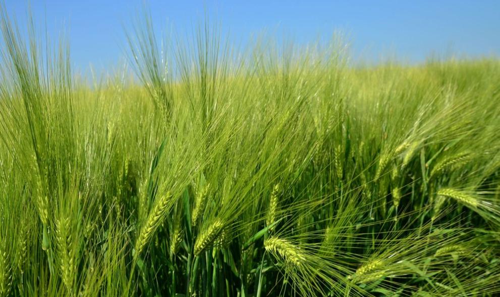 Реколтата от пшеница е под въпрос в Добруджа заради липсата