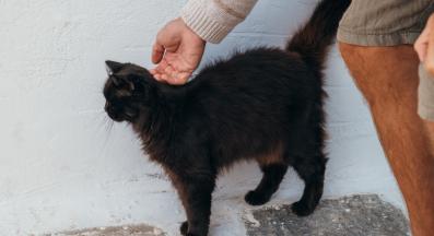 улична котка