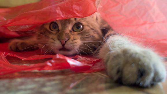 6 причини, поради които котките уринират върху найлонови пликове