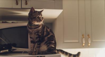 котка през нощта