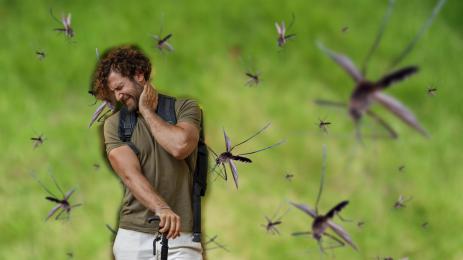 комар комари