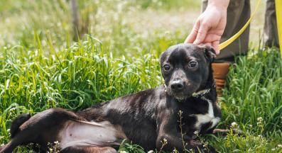 бездомно куче