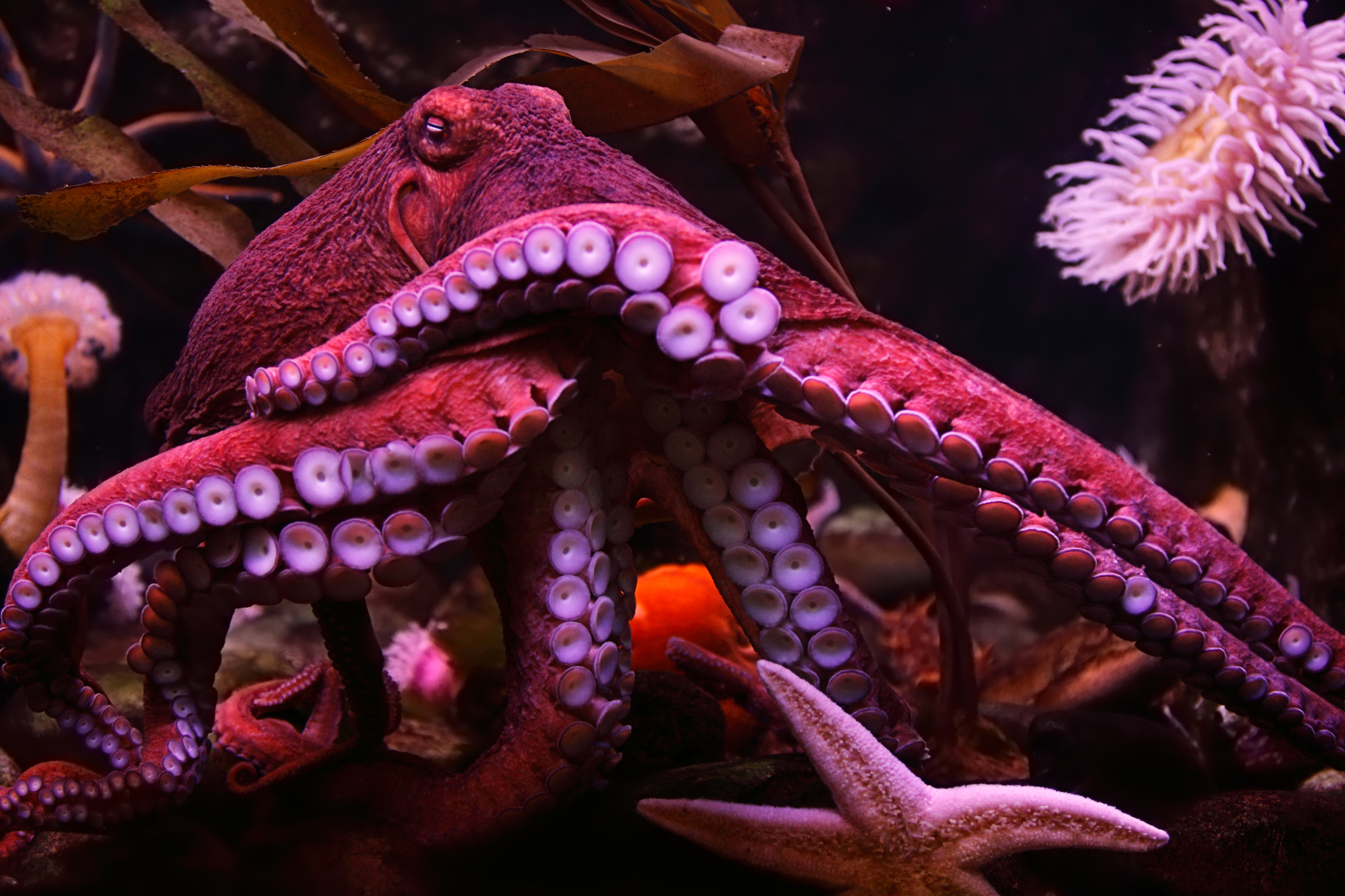 <p><strong>Октопод</strong></p>

<p>Октоподите не само са много интелигентни животни, но и имат способност да възстановяват пипалата си. Те могат да го направят за около 100 дни.</p>

<p><br />
&nbsp;</p>