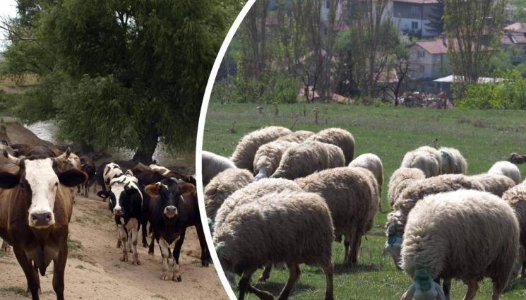 животни - АгроТелеграф: Правят здравна каса за животни