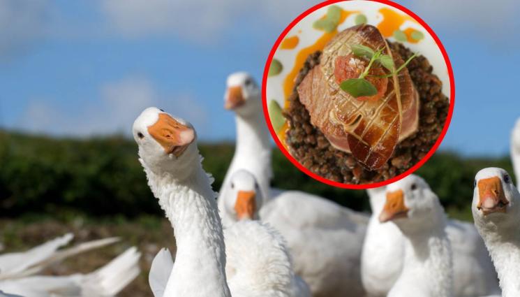 Гъши дроб - АГРО: Във Франция птичи грип изтри гъшия дроб в менютата