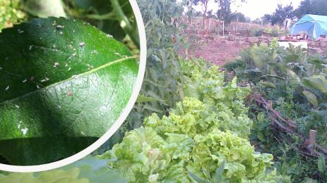 листни въшки