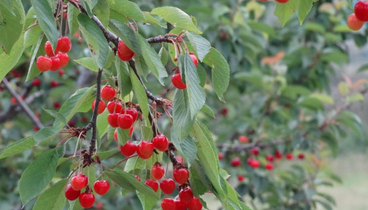 череши - АГРО: Спасяваме с овощарска вар напукани плодове след градушка