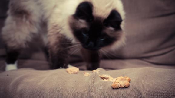 4 причини, поради които котките ядат собственото си повръщано