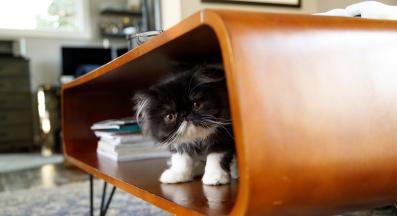 персийска котка