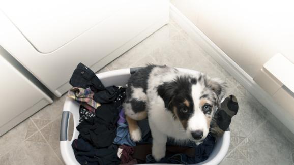 Защо кучетата обичат мръсното ни пране