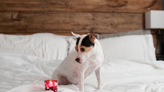 Опасни ли са ароматизираните свещи за кучетата ни