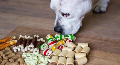 кучешки лакомства