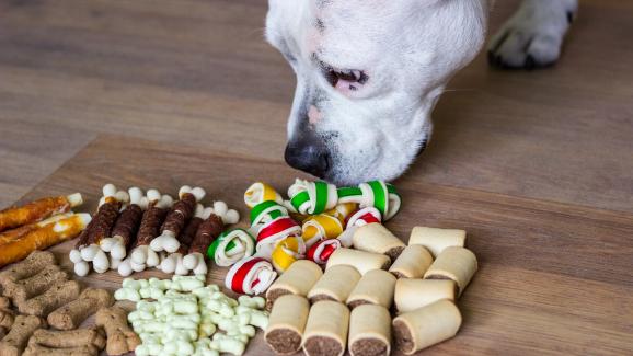 3 нездравословни съставки в кучешките лакомства