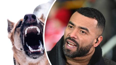 Ашли Коул овчарка куче