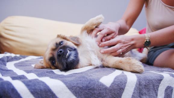 Гастрит при кучетата - симптоми и лечение