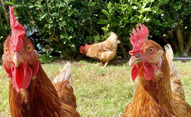 Кога и къде кокошките са били опитомени за първи път?