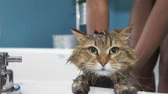 Кога котките имат нужда от баня
