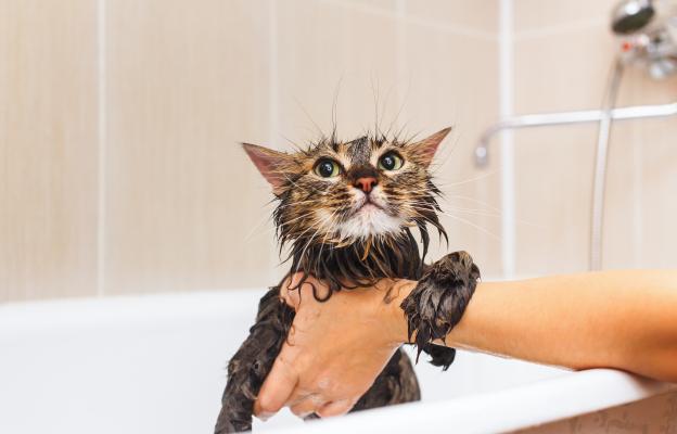 котка в баня