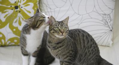 котки се мият