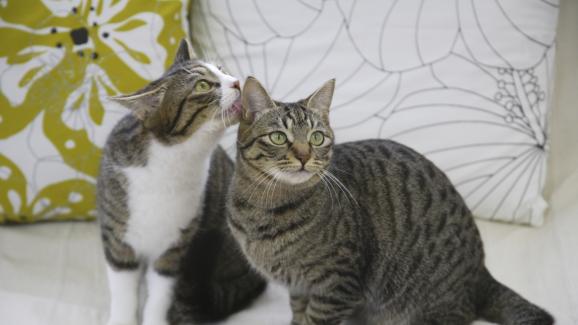 Котешкото приятелство или какво означава, когато две котки се мият помежду си